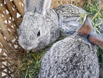 《GT赛车7》8月7日发布免费更新 添加四辆新车